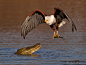 African Fish Eagle catching a fish by Fanie Heymans on 500px
