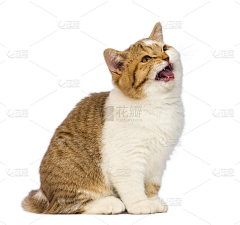 等雨停1234567890采集到猫