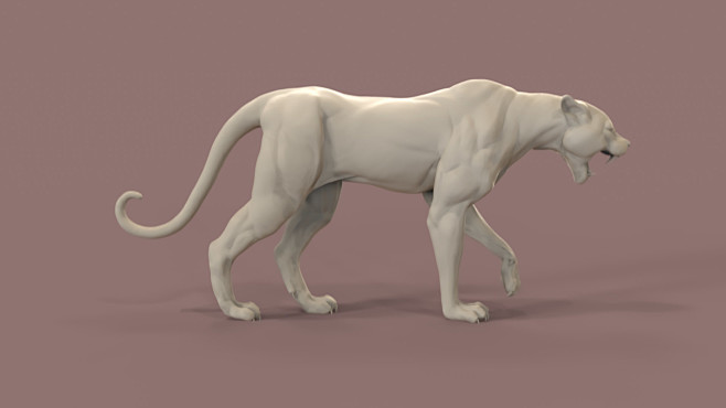 Leopard anatomy stud...