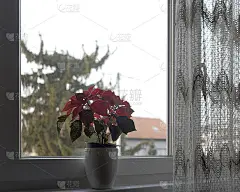 精选聚焦照片，美丽的一品红(伯利恒之星)花站在一个模糊的背景窗户上