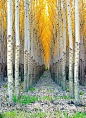 美国科罗拉多州的杨林
