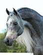 Jennifer• Kentucky• Equestrian• History•16•