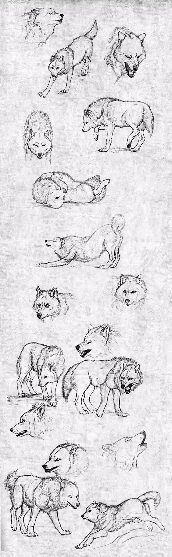 狼的画法教程图片