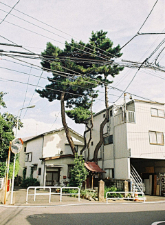 猫大忍采集到城烟