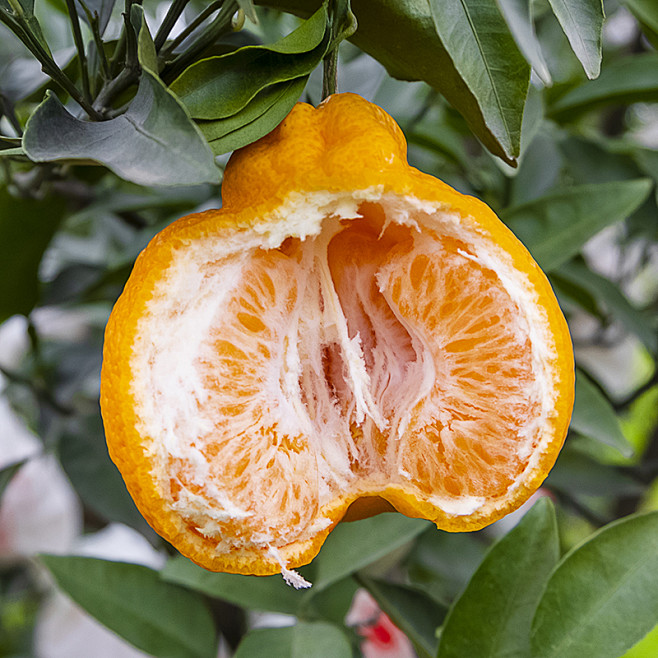 耙耙柑丑橘jpg800800