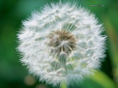 野外蒲公英漂亮壁纸_植物_太平洋电脑网