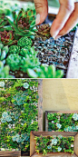 Sedum and Succulent Planters • Tips, Ideas and Tutorials! Including, from 'sunset mag', they show us how to make our own living art from succulents.: 