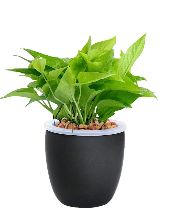 13:36:57绿色小叶盆栽植物绿植方里白茶该采集也在以下画板加载更多