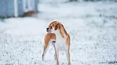高清狗狗图片可爱名犬宽屏电脑桌面壁纸下载第二辑-动物壁纸-壁纸下载-美桌网_360图片