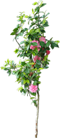 山茶花06