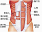 图中红色为腹直肌，此为解剖示意图，非真实解剖照片。