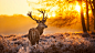 deer-3840x2160-4k-hd-wallpaper-wild-sun-yellow-nature-winter-407