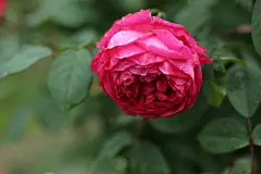 盛开绽放的美丽月季花