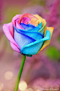 multi coloured rose