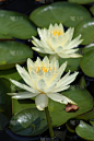 睡莲,垂直画幅,水生植物,无人,叶子,花头,百合花,开花植物,摄影,花