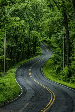 森林公路马路道路沥青路图片