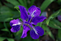 蓝紫色鸢尾花