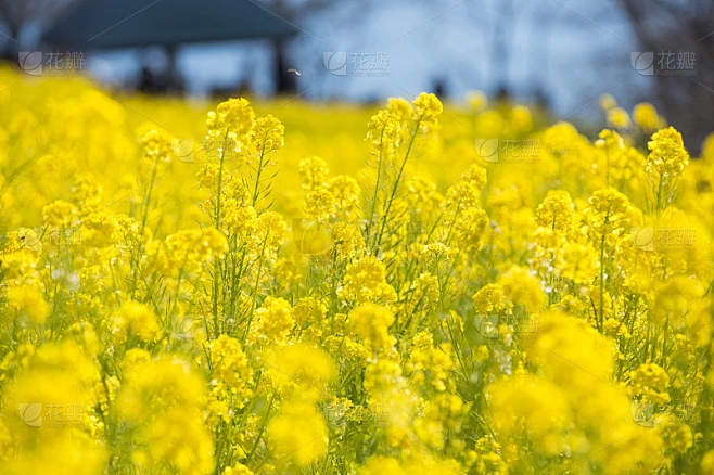 日本的油菜田素材-花瓣网
