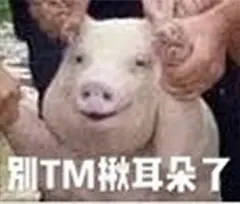 网红小猪被做成表情包了哈哈哈哈哈！开心开心 ​​​​