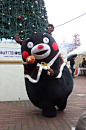 #熊本熊# #kumamon#
