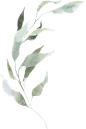 水彩清新花卉植物LOGO图标婚礼海报装饰透明免抠PNG图案装饰素材 (40)