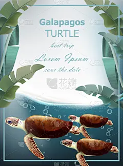 海洋,夏天,加拉帕戈斯群岛,龟,贺卡,厄瓜多尔,动物,品牌名称,贝壳,爬行纲