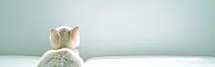 白色,唯美,小猫,猫咪,动物,清新,海报banner,文艺,小清新,简约图库,png图片,网,图片素材,背景素材,3851613@飞天胖虎