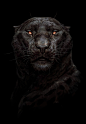 Panther, Maria Zolotukhina : redrawing