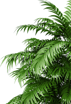 李太浪-采集到植物