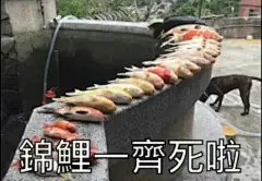 锦鲤今日用咗未？粤语表情包真的可以为所欲为