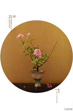 CmH628采集到花