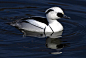 Smew.. by quaddie on DeviantArt