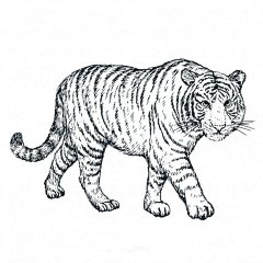 手绘逼真的老虎黑白插画矢量图素材