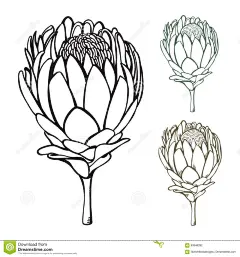 Vintage Hand Drawn Protea Vector Illustration Set Stock Vector - Illustration of head, flora 99948292