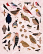 Sara Lindholm - designersof: Birds of the Sonoran Desert.  — Designspiration