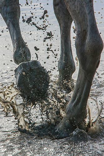 Camargue horses, Fra...