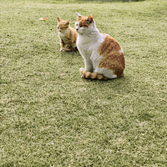 住鱼店的猫采集到手机拍摄