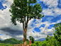 大树秋千位于拜县马里度假村（Mari Pai Resort）内部，是一座悬挂在几层楼高的大树上的秋千，因其独特的造型而吸引着越来越多的游客来此参观。