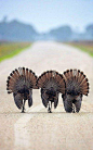 Perus (Meleagris spp) em desfile. É o nome comum dado às aves galiformes do gênero Meleagris. Uma espécie, Meleagris gallopavo, conhecida vulgarmente como peru-selvagem, é nativa das florestas da América do Norte.