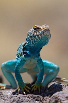 Mars先生采集到生物