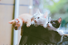 夏仙森采集到漂亮的猫