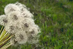 夏天,花束,蒲公英,草地,贺卡,风,纯净,草坪,乡村风格,草