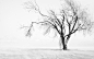 nature snow trees white winter wallpaper (#955776) / Wallbase.cc