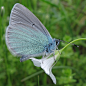 Green Underside Blue - Glaucopsyche alexis  蓝底戈灰蝶