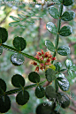 【芸香科】 <wbr>胡椒木 <wbr>Zanthoxylum <wbr>'Odorum' <wbr>琉球花椒 <wbr>清香木