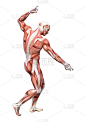 3D插图男性解剖图上的白色