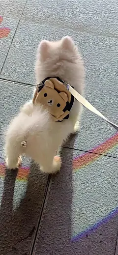 手机壁纸|山鸟与鱼不同路，再见容易再见难