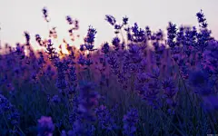 高清薰衣草桌面高清壁纸桌面壁纸4