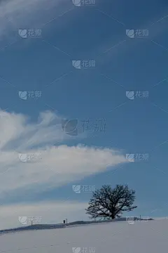 山,冬天,在上面,美瑛町,小树林,垂直画幅,天空,贺卡,留白,云