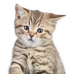 点击来源直接获取大图文件 |funny confused cat portrait